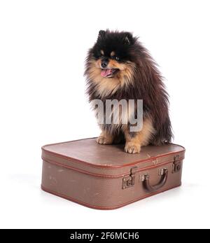 Portrait of an adorable Pomeranian bicolor on a white background Stock Photo