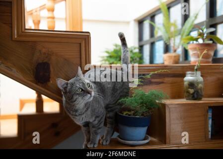 Cat looking playful in stairs Stock Photo