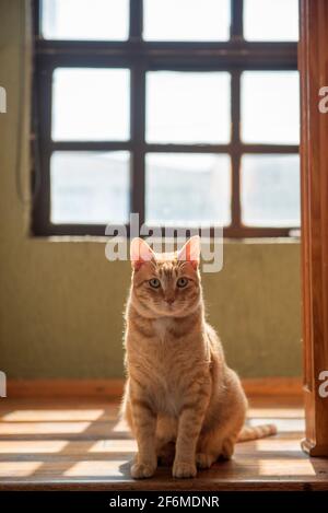 Fat Cat sitting in stairs Stock Photo