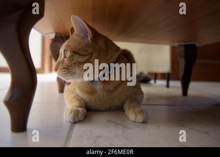 Cat lying and resting under furniture Stock Photo