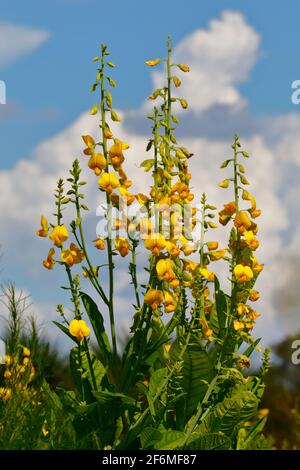 A Showy Rattlebox, Crotalaria spectabilis, with blue sky and clouds in the background. Stock Photo