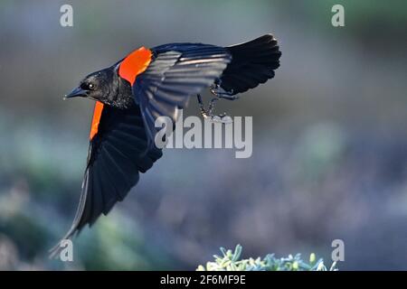 Pacific Grove, California, USA. 1st Apr, 2021. Seeing a red-winged blackbird, a beautifully song bird showing strength and agility when flying, means that you need to draw out from your inner self that beautiful you. They protect their mates from other birds by chasing away even larger predators. They do not fear. Credit: Rory Merry/ZUMA Wire/Alamy Live News Stock Photo