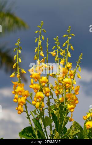 A Showy Rattlebox, Crotalaria spectabilis, with blue sky and clouds in the background. Stock Photo