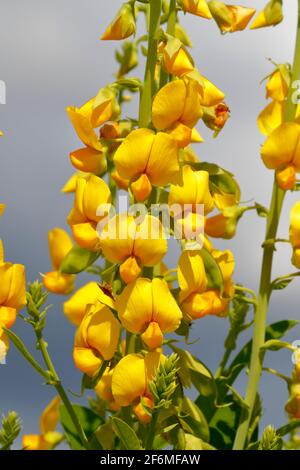 A Showy Rattlebox, Crotalaria spectabilis, with blue sky and clouds in the background. Stock Photo