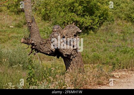 New green shoots of a weeping willow tree with cut branches, Nisovo, Bulgaria Stock Photo