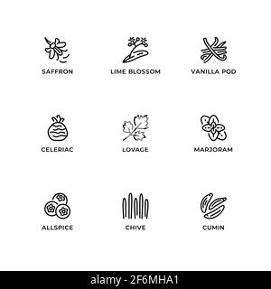 Vector set of design elements, logo design template, icons and badges for herbs and plants. Line icon set, editable stroke. Stock Vector