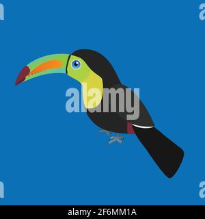 An illustration of a Keel billed toucan. The single bird is placed on a blue background. Stock Vector