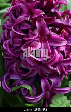 Hyacinthus orientalis ‘Woodstock’ Hyacinth Woodstock – deep purple flower with lighter purple edges,  April, England, UK Stock Photo