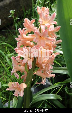 Hyacinthus orientalis ‘Gipsy Queen‘ Hyacinth Pink Pearl – pale orange hyacinth,   April, England, UK Stock Photo