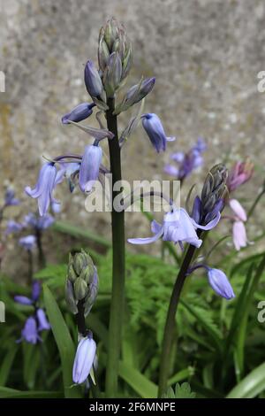 Hyacinthoides hispanica ‘Excelsior’ Spanish bluebells – pale mauve beel-shaped flowers with blue stripes,  April, England, UK Stock Photo