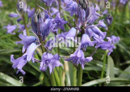 Hyacinthoides hispanica ‘Excelsior’ Spanish bluebells – pale mauve beel-shaped flowers with blue stripes,  April, England, UK Stock Photo