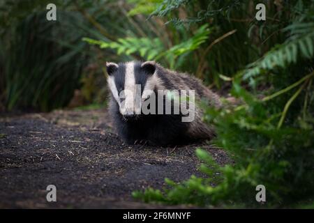 Wild badgers in the daytime Stock Photo