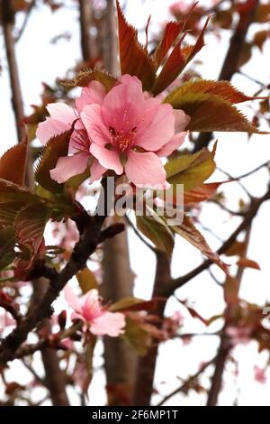 Prunus sargentii ‘Sargents Cherry’ Sargents Cherry – single pink flowers and bronze green leaves,  April, England, UK Stock Photo
