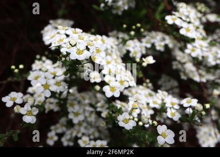 Spiraea x cinerea grefsheim Garland Spiraea – arching branches with masses of small white flowers,  April, England, UK Stock Photo