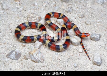 A Florida Scarlet Snake, Cemophora coccinea coccinea, on a sand pathway. Stock Photo