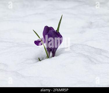 A crocus plant, Crocus sativus, covered in an early spring snow in a garden in Speculator,, NY in the Adirondack Mountains. Stock Photo