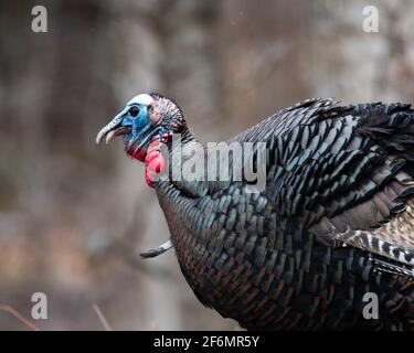 Close up of an Eastern wild tom turkey, Meleagris gallopavo, in early breeding season with a brightly colored wattle and head. Stock Photo
