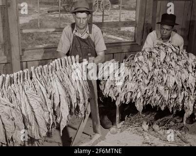 Grading and stripping tobacco in the pack house on Emery M. Hooper's farm  in Corbett Ridge section. Caswell County, North Carolina. 1940 Stock Photo 
