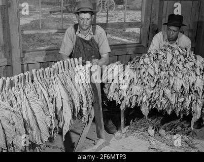 stripping tobacco Grading and stripping tobacco in the pack house on Emery M. Hooper's farm  in Corbett Ridge section. Caswell County, North Carolina. 1940 Stock Photo