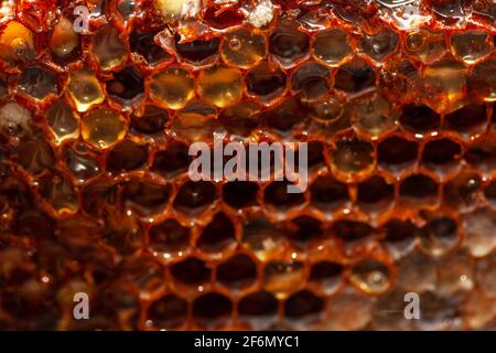 Hexagonal prismatic wax with honey . Sweet honeycomb Stock Photo