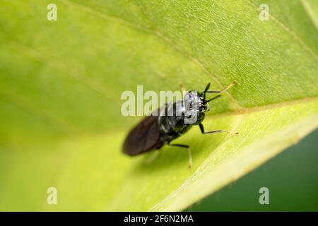 Horsefly with patterned eyes sitting on a green leaf