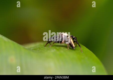 Dark jumping spider shot from behind Stock Photo