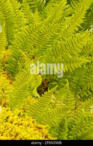 Licorice ferns (Polypodium glycyrrhiza) along Rail Trail, Ankeny National Wildlife Refuge, Oregon Stock Photo