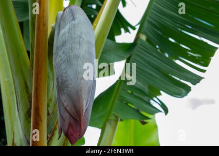 banana (Musa)  bud on tree. Stock Photo