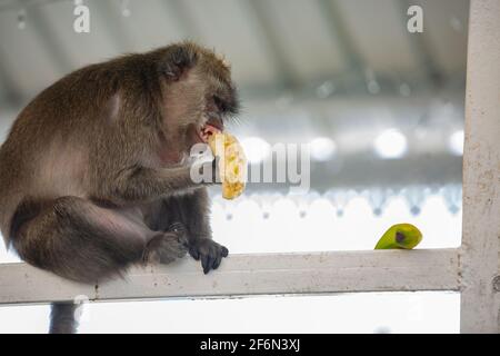 wild animal, monkey near sacred lake of Grand Bassin in Mauritius Stock Photo