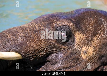 Elephant closeup Stock Photo