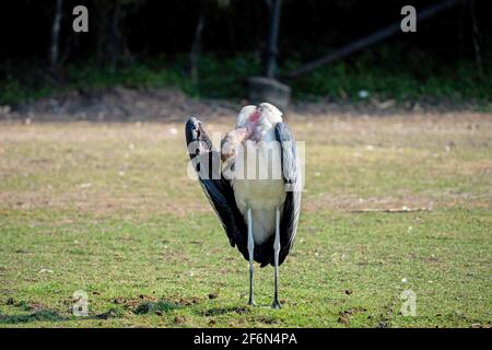 Close up Marabou Stork was Sunbathing on The Lawn Stock Photo