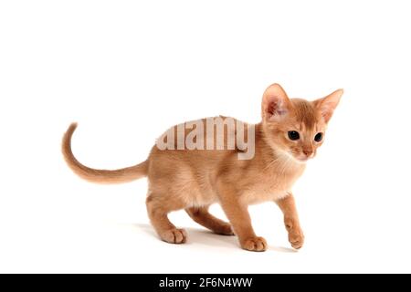 Abyssinian ginger cat stands on a white background Stock Photo