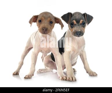 brazilian terriers in front of white background Stock Photo