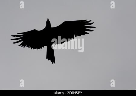 A Black Kite (Milvus Migrans) is silhouetted against the sky as it catches a feed in mid air at Healesville Sanctuary in Victoria, Australia. Stock Photo
