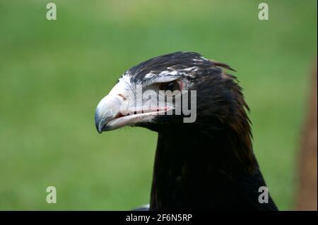 A Wedge Tail Eagle (Aquila Audax) has its eye on me! It was on the ground at Healesville Sanctuary eating a piece of meat a keeper had thrown. Stock Photo