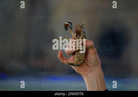 Healesville Sanctuary breeds Yabbies (Cherax Destructor) to feed the Platypuses, this is big Daddy! Thanks to my friend Sarah, bravely holding him. Stock Photo