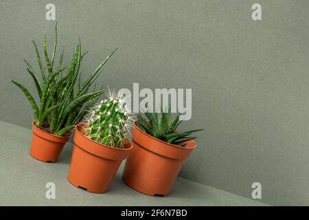 Home plants. Succulents and cactus in brown pots on green wall . Close-up, Front view. Stock Photo