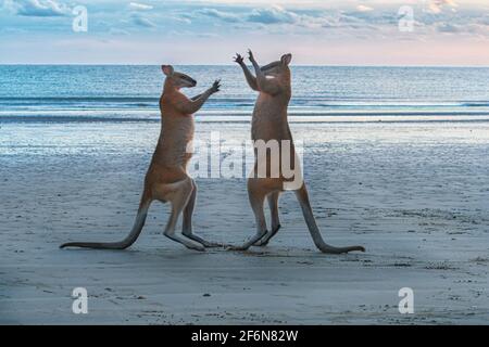 Two male Agile Wallabies (Macropus agilis) fighting at sunrise on the beach, Cape Hillsborough, Queensland, QLD, Australia Stock Photo