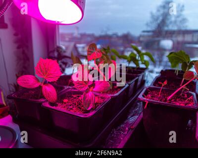 Artificial lighting and lengthening of daylight hours for plants using a special lamp. Illumination to improve the development of young seedlings of c Stock Photo
