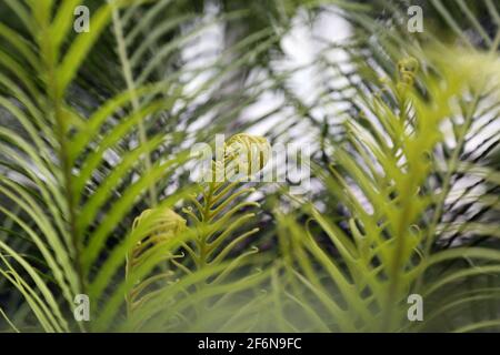 An unfurling green fiddlehead fern in early springtime bright green is seen in a garden conservatory in abstract, nature background image. Stock Photo