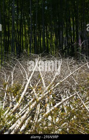 Bamboo forest deforestation for construction and intensive agricultural fields. Stock Photo