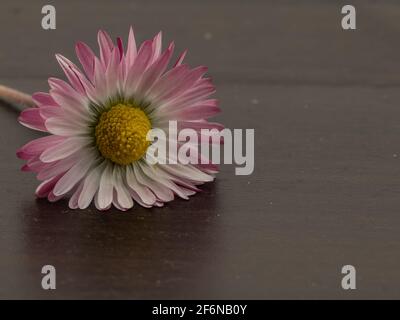closeup view of a daisy flower on dark background Stock Photo