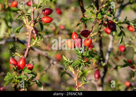 Morancé (France), March 30, 2021. Rosehips. Stock Photo