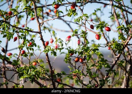 Morancé (France), March 30, 2021. Rosehips. Stock Photo