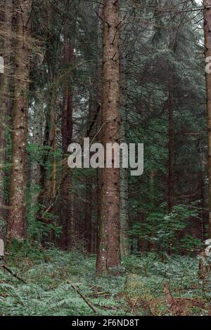 Foggy forest on Mount Jenner in Germany Stock Photo