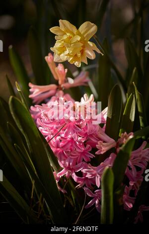 Yellow narcissus and pink hyacinth in a sunny day of spring Stock Photo