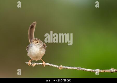 Female House Sparrow (Passer domesticus biblicus) perched on a branch, Photographed in Israel in September Stock Photo