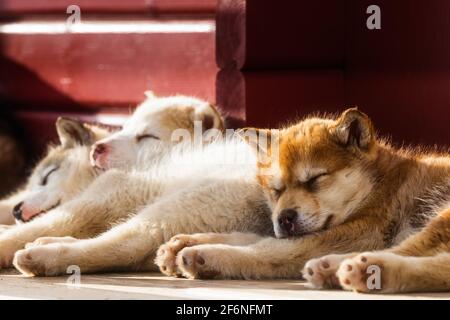 Cute Greenland dog puppies resting, Greenland. Stock Photo