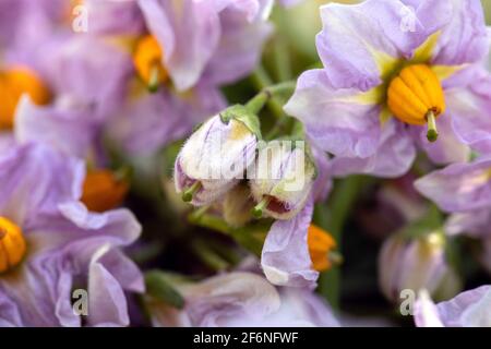 Close-up of purple buds and open potato flowers occupying entire image area with blurred natural background at edges. Vegetable blooming. Beautiful tr Stock Photo