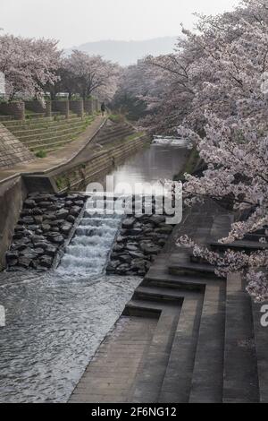 Cherry blossom along the Saho River urban concrete river side on an April spring morning in Nara, Japan Stock Photo